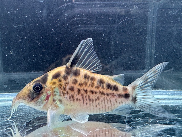 画像1: Black Friday　WILD　コリドラス　ロングノーズエヴェリナエ　コロンビア　k-2 　神戸店在庫