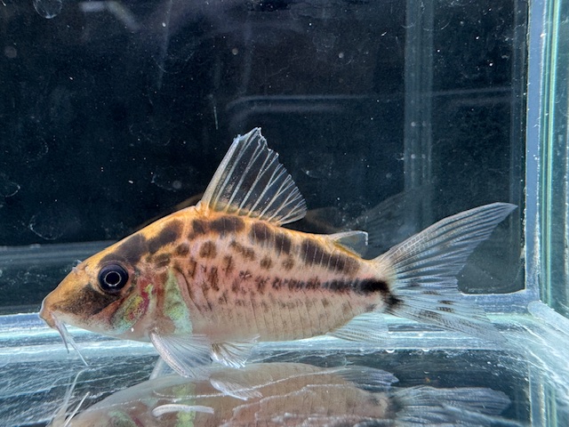 画像1: Black Friday　WILD　コリドラス　ロングノーズエヴェリナエ　コロンビア　k-3　神戸店在庫