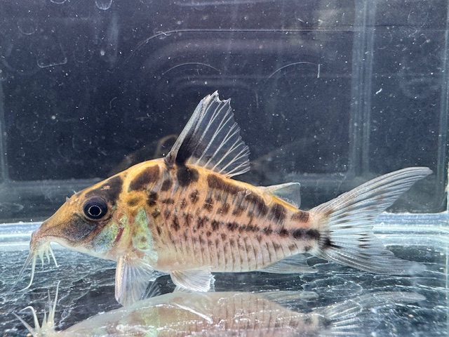 画像1: Black Friday　WILD　コリドラス　ロングノーズエヴェリナエ　コロンビア　k-4　神戸店在庫