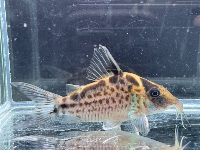 画像: Black Friday　WILD　コリドラス　ロングノーズエヴェリナエ　コロンビア　k-4　神戸店在庫