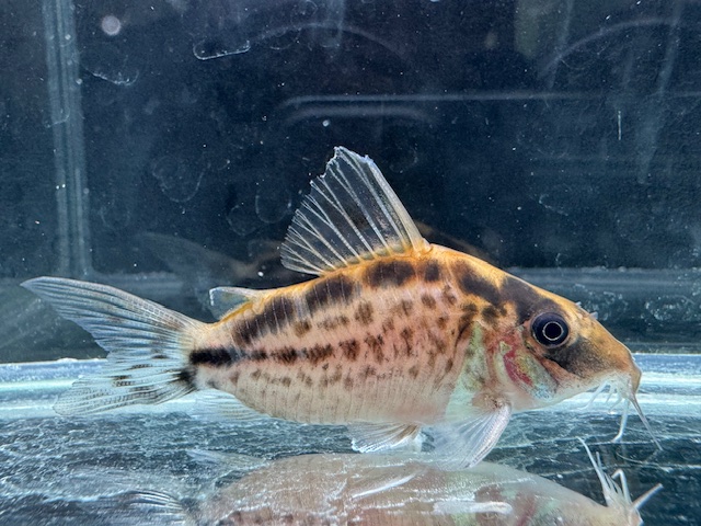 画像: Black Friday　WILD　コリドラス　ロングノーズエヴェリナエ　コロンビア　k-3　神戸店在庫