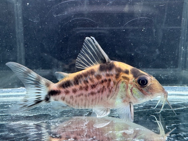 画像: Black Friday　WILD　コリドラス　ロングノーズエヴェリナエ　コロンビア　k-1 　神戸店在庫