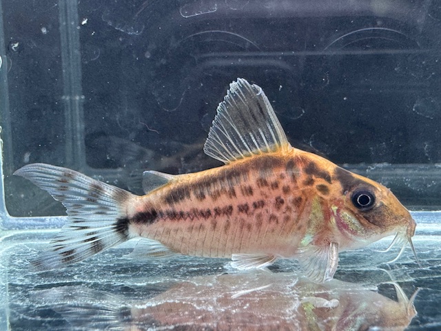 画像: Black Friday　WILD　コリドラス　ロングノーズエヴェリナエ　コロンビア　k-5　神戸店在庫