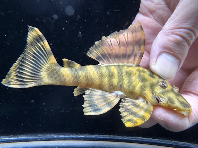 画像: L-288　クルアウナ産　サンダーペコルティア　1番　神戸店在庫 