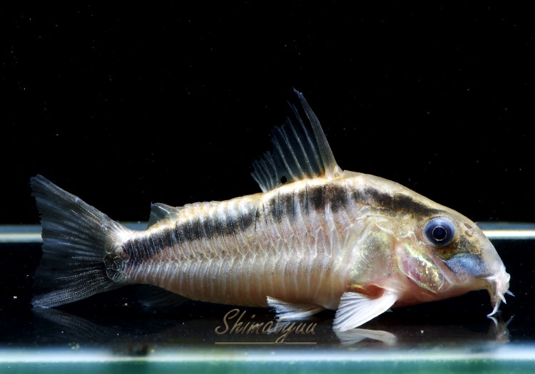 画像: Black Friday　コリドラス　ショートノーズスーパーアークアタス　1匹　 神戸店在庫