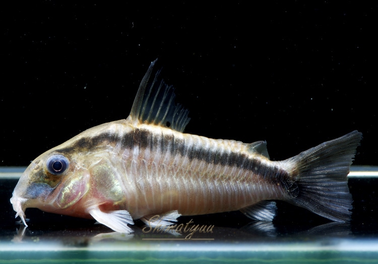 画像1: Black Friday　コリドラス　ショートノーズスーパーアークアタス　1匹　 神戸店在庫