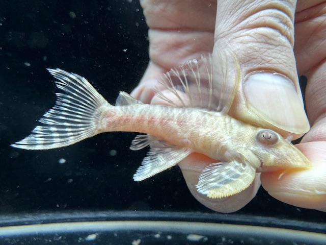 画像: Black Friday　若親サイズ　L-333　アルビノゴールデンキングロイヤル　6番　神戸店在庫　