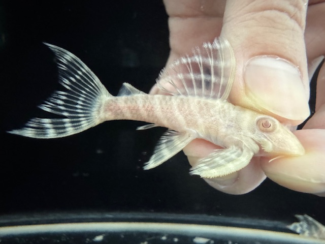 画像: Black Friday　若親サイズ　L-333　アルビノゴールデンキングロイヤル　12番　神戸店在庫　