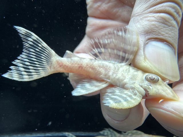 画像: Black Friday　若親サイズ　L-333　アルビノゴールデンキングロイヤル　2番　神戸店在庫　