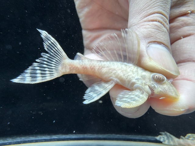 画像: Black Friday　若親サイズ　L-333　アルビノゴールデンキングロイヤル　11番　神戸店在庫　