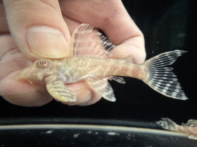 画像: Black Friday　若親サイズ　L-333　アルビノゴールデンキングロイヤル　11番　神戸店在庫　