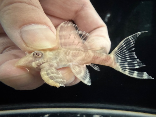 画像: Black Friday　若親サイズ　L-333　アルビノゴールデンキングロイヤル　8番　神戸店在庫　