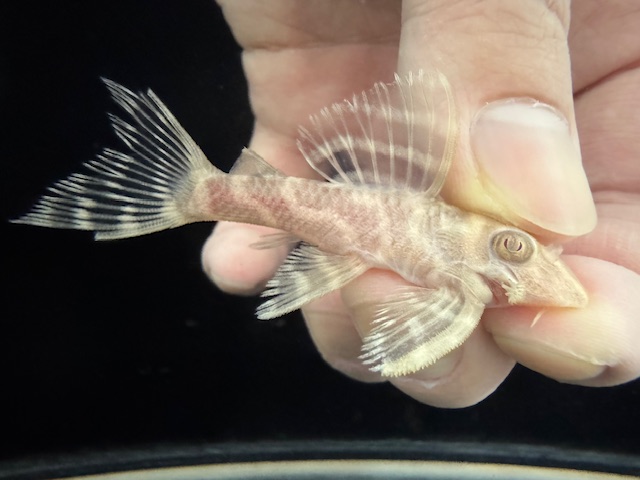 画像: Black Friday　若親サイズ　L-333　アルビノゴールデンキングロイヤル　13番　神戸店在庫　