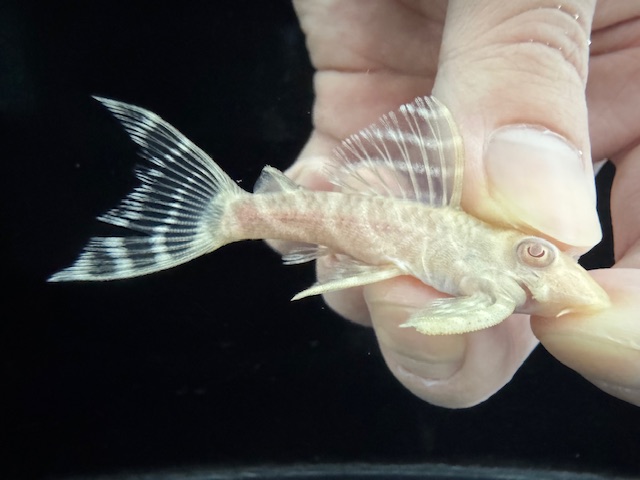 画像: Black Friday　若親サイズ　L-333　アルビノゴールデンキングロイヤル　14番　神戸店在庫　