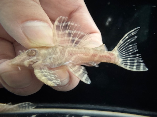 画像: Black Friday　若親サイズ　L-333　アルビノゴールデンキングロイヤル　5番　神戸店在庫　