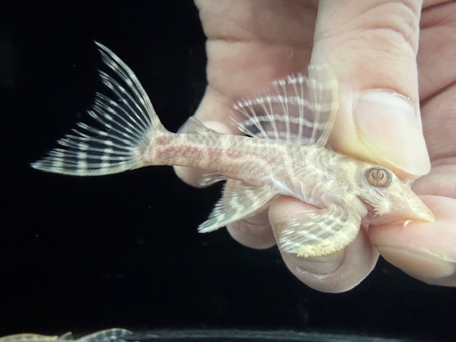 画像: Black Friday　若親サイズ　L-333　アルビノゴールデンキングロイヤル　5番　神戸店在庫　