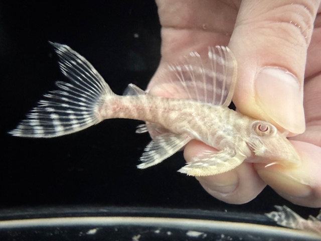 画像: Black Friday　若親サイズ　L-333　アルビノゴールデンキングロイヤル　11番　神戸店在庫　