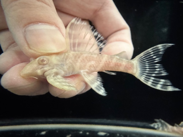 画像: Black Friday　若親サイズ　L-333　アルビノゴールデンキングロイヤル　12番　神戸店在庫　