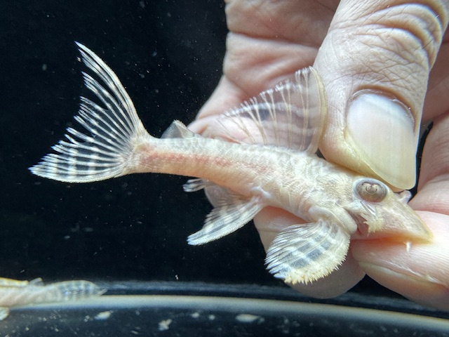 画像: Black Friday　若親サイズ　L-333　アルビノゴールデンキングロイヤル　5番　神戸店在庫　