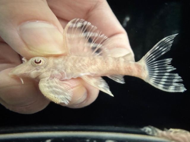 画像: Black Friday　若親サイズ　L-333　アルビノゴールデンキングロイヤル　9番　神戸店在庫　