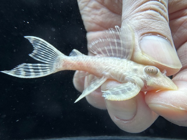 画像: Black Friday　若親サイズ　L-333　アルビノゴールデンキングロイヤル　15番　神戸店在庫　