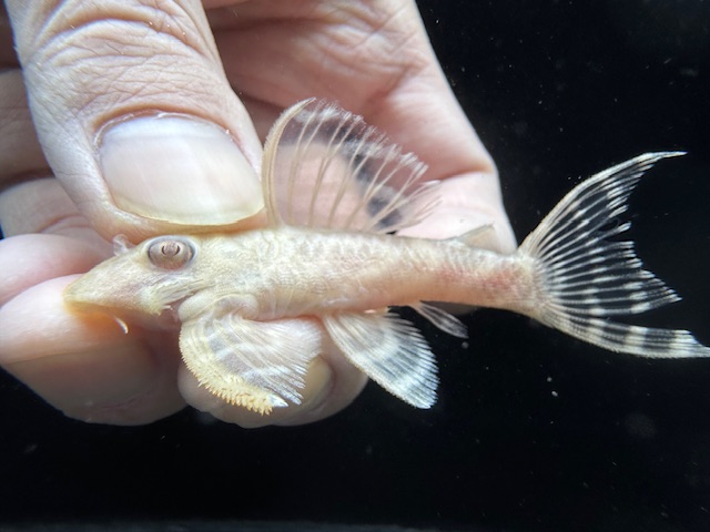 画像1: Black Friday　若親サイズ　L-333　アルビノゴールデンキングロイヤル　8番　神戸店在庫　