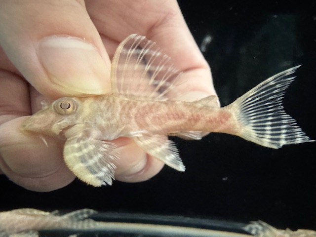 画像: Black Friday　若親サイズ　L-333　アルビノゴールデンキングロイヤル　4番　神戸店在庫　