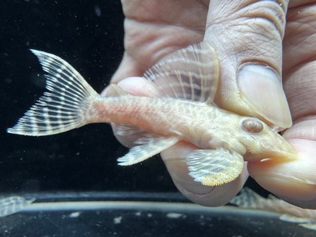 画像: Black Friday　若親サイズ　L-333　アルビノゴールデンキングロイヤル　10番　神戸店在庫　