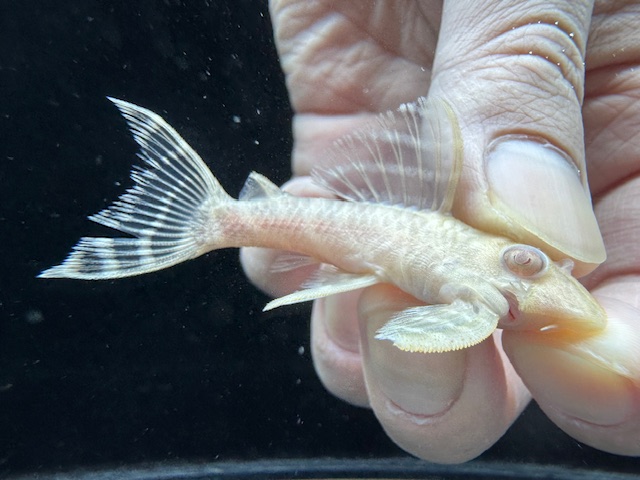 画像: Black Friday　若親サイズ　L-333　アルビノゴールデンキングロイヤル　14番　神戸店在庫　