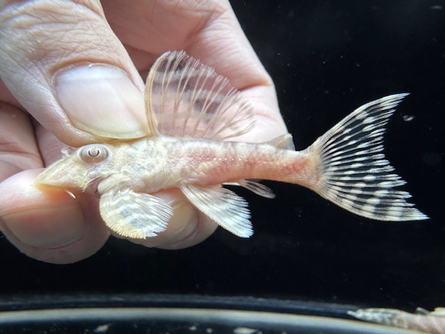 画像1: Black Friday　若親サイズ　L-333　アルビノゴールデンキングロイヤル　2番　神戸店在庫　