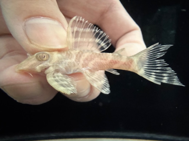 画像: Black Friday　若親サイズ　L-333　アルビノゴールデンキングロイヤル　13番　神戸店在庫　