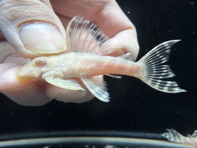 画像1: Black Friday　若親サイズ　L-333　アルビノゴールデンキングロイヤル　12番　神戸店在庫　