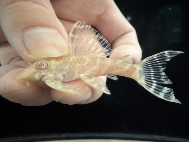 画像: Black Friday　若親サイズ　L-333　アルビノゴールデンキングロイヤル　14番　神戸店在庫　