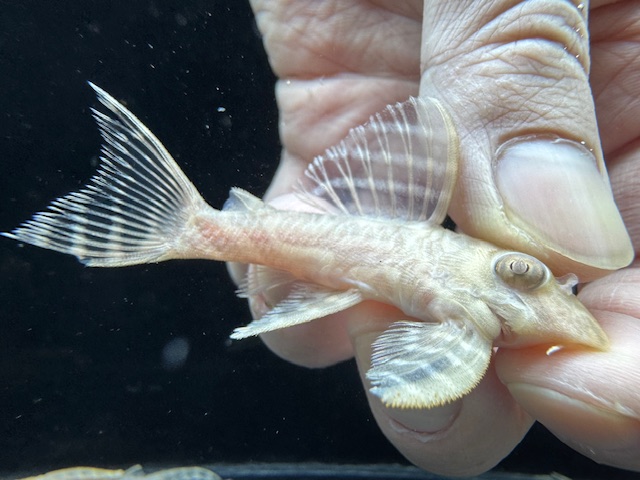 画像: Black Friday　若親サイズ　L-333　アルビノゴールデンキングロイヤル　4番　神戸店在庫　