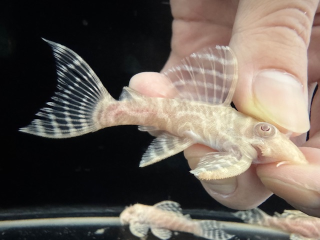 画像: Black Friday　若親サイズ　L-333　アルビノゴールデンキングロイヤル　3番　神戸店在庫　