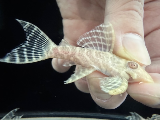 画像: Black Friday　若親サイズ　L-333　アルビノゴールデンキングロイヤル　10番　神戸店在庫　