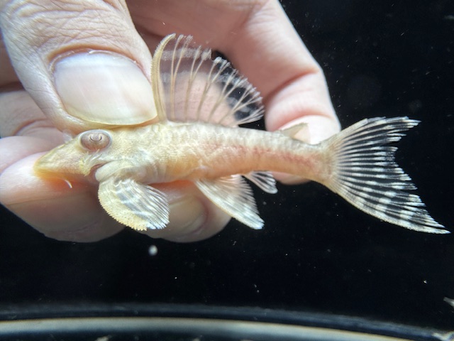 画像1: Black Friday　若親サイズ　L-333　アルビノゴールデンキングロイヤル　6番　神戸店在庫　