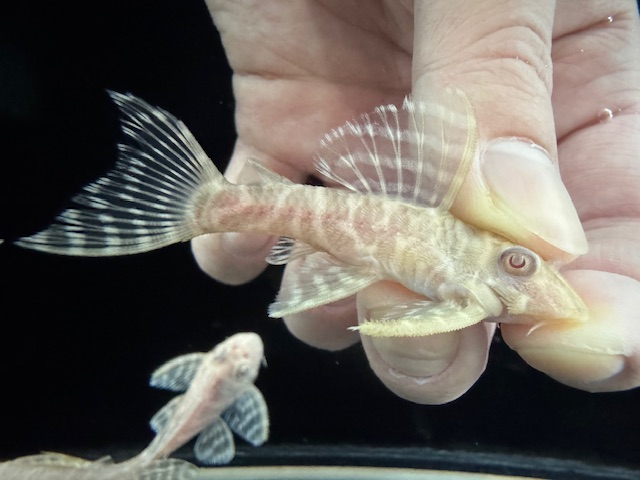 画像: Black Friday　若親サイズ　L-333　アルビノゴールデンキングロイヤル　6番　神戸店在庫　