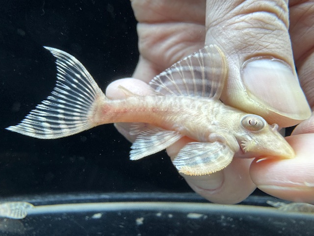 画像: Black Friday　若親サイズ　L-333　アルビノゴールデンキングロイヤル　1番　神戸店在庫　