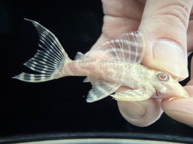 画像: Black Friday　若親サイズ　L-333　アルビノゴールデンキングロイヤル　8番　神戸店在庫　