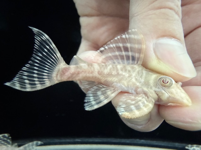 画像: Black Friday　若親サイズ　L-333　アルビノゴールデンキングロイヤル　1番　神戸店在庫　