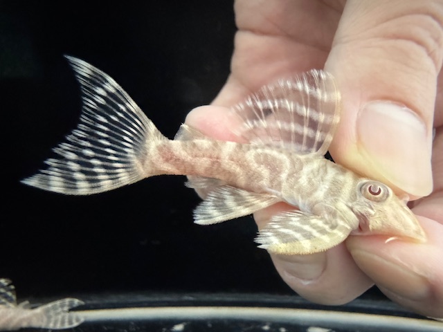 画像: Black Friday　若親サイズ　L-333　アルビノゴールデンキングロイヤル　2番　神戸店在庫　