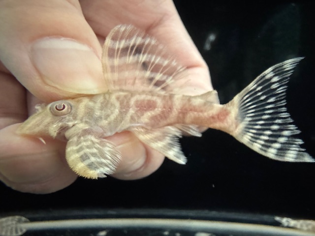 画像: Black Friday　若親サイズ　L-333　アルビノゴールデンキングロイヤル　2番　神戸店在庫　