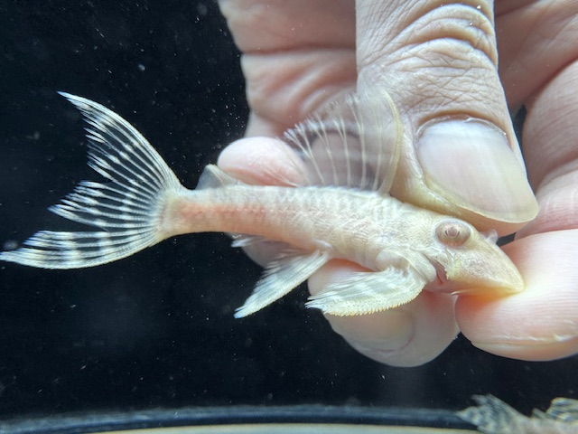 画像: Black Friday　若親サイズ　L-333　アルビノゴールデンキングロイヤル　12番　神戸店在庫　