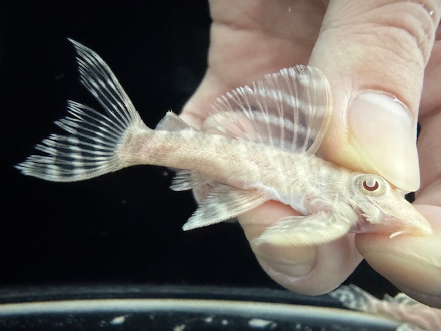 画像: Black Friday　若親サイズ　L-333　アルビノゴールデンキングロイヤル　9番　神戸店在庫　