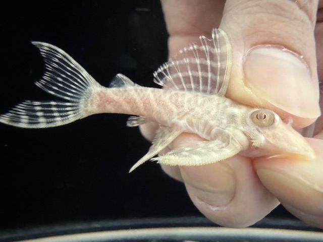 画像: Black Friday　若親サイズ　L-333　アルビノゴールデンキングロイヤル　15番　神戸店在庫　