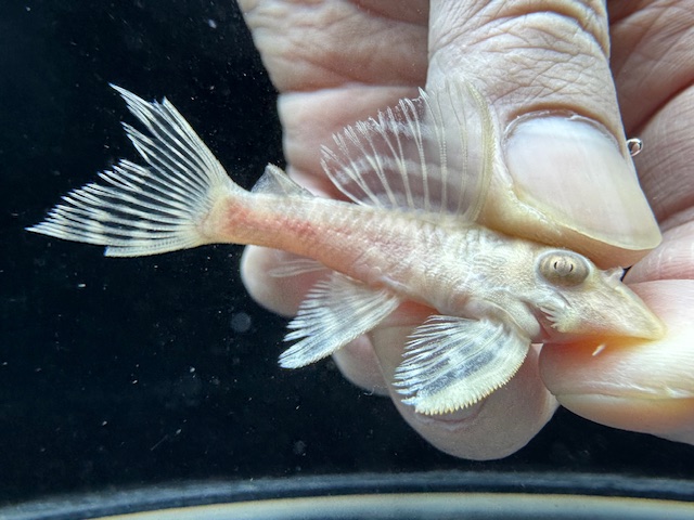 画像: Black Friday　若親サイズ　L-333　アルビノゴールデンキングロイヤル　13番　神戸店在庫　