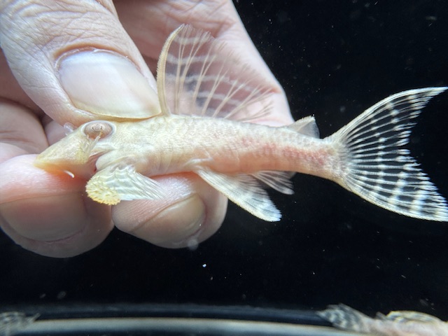 画像1: Black Friday　若親サイズ　L-333　アルビノゴールデンキングロイヤル　10番　神戸店在庫　