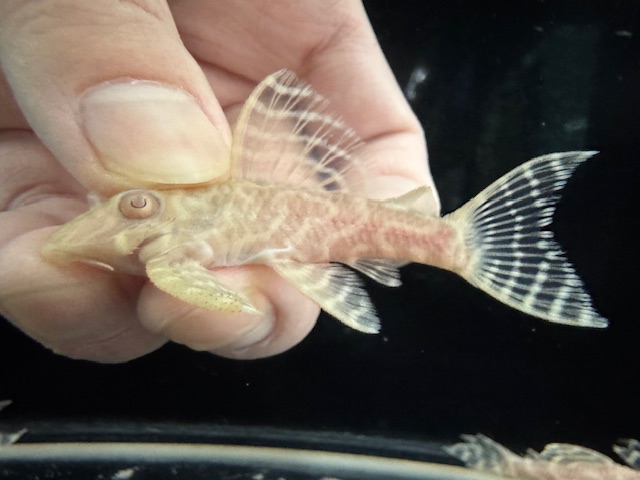 画像: Black Friday　若親サイズ　L-333　アルビノゴールデンキングロイヤル　10番　神戸店在庫　