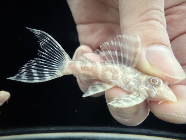 画像: Black Friday　若親サイズ　L-333　アルビノゴールデンキングロイヤル　7番　神戸店在庫　